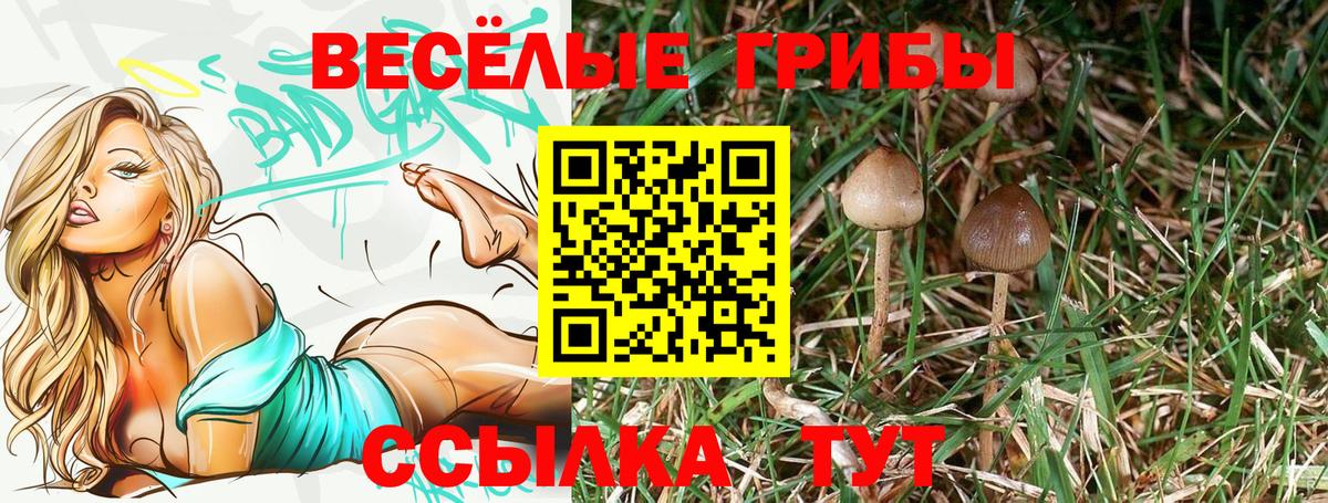 Фурманов  что такое наркотик  Вход с VPN  Псилоцибиновые грибы Psilocybe 